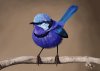 splendid_fairy_wren_painting_forfb.jpg