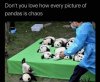 pandas.jpg