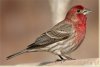 house finch photo.jpg