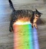 rainbow cat.jpg